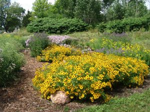 Rain water infiltration projects like this rain garden capture and help clean stormwater.